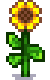 星露谷物语百科向日葵生长阶段配图