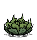 饥荒联机版百科多肉植物食物属性配图