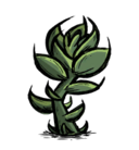 饥荒联机版百科多肉植物食物属性配图