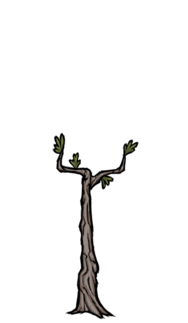 饥荒联机版百科多枝树物品属性配图