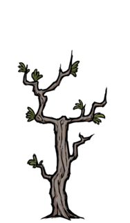 饥荒联机版百科多枝树物品属性配图