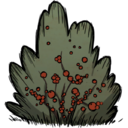 饥荒联机版百科浆果丛植物属性配图