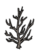 饥荒联机版百科树苗植物属性配图