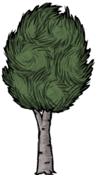 饥荒联机版百科桦栗树植物属性配图