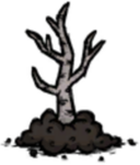 饥荒联机版百科桦栗树树苗植物属性配图