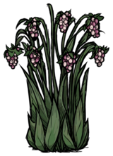 饥荒联机版百科多汁浆果丛植物属性配图