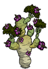 饥荒联机版百科块茎树植物属性配图