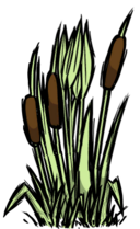 饥荒联机版百科芦苇植物属性配图