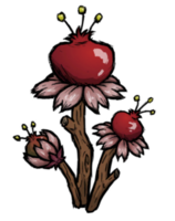 饥荒联机版百科石榴枝植物属性配图