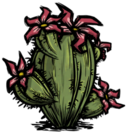 饥荒联机版百科仙人掌植物属性配图