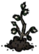 饥荒联机版百科雨林树苗植物属性配图