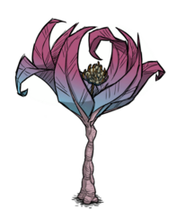 饥荒联机版百科雨林树植物属性配图