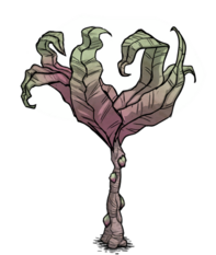 饥荒联机版百科生病的雨林树植物属性配图