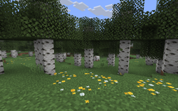 我的世界百科桦木森林属性配图