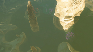 塞尔达旷野之息百科骷髅池塘属性配图