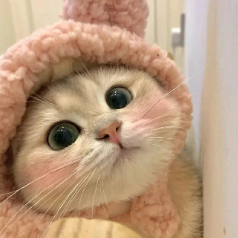 用户头像-🐱万人迷小酒
